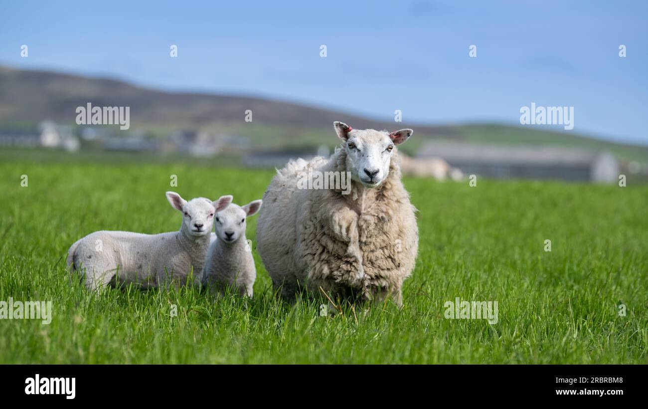 Cheviot cross Shetland ewes with young Texel sired lambs on Orkney, Scotland, UK. Stock Photo