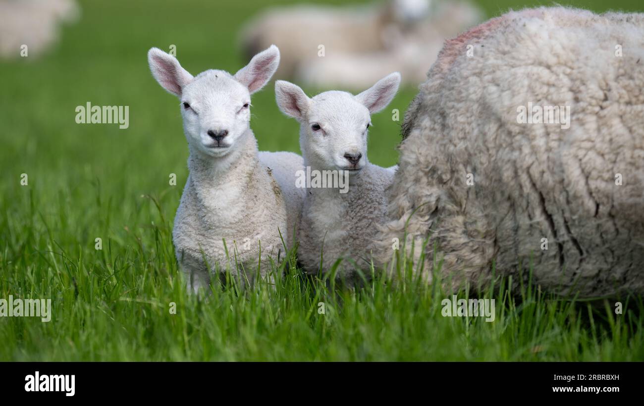 Cheviot cross Shetland ewes with young Texel sired lambs on Orkney, Scotland, UK. Stock Photo