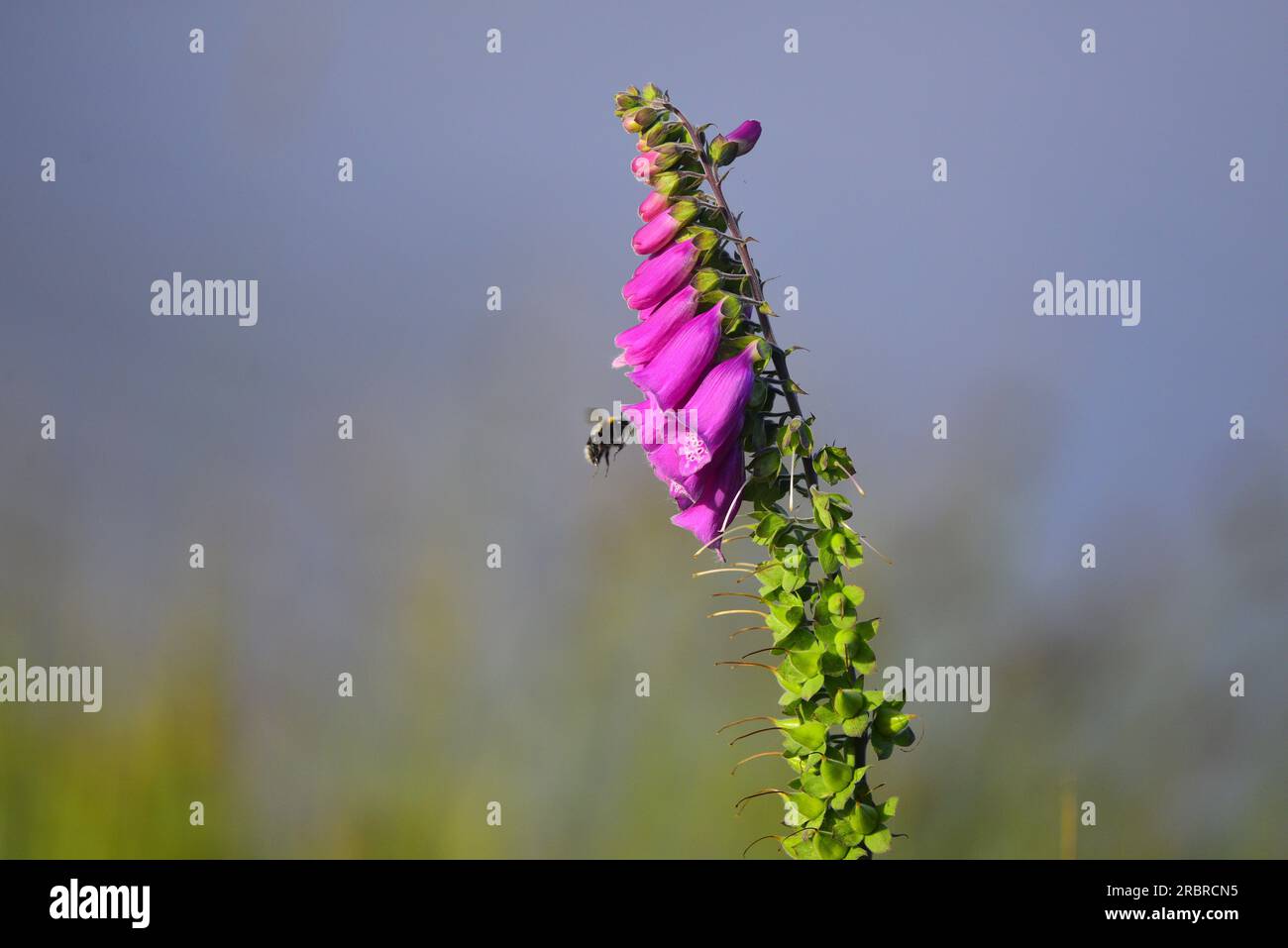 Foxglove Digitalis purpurea and White tailed bumble bee Stock Photo