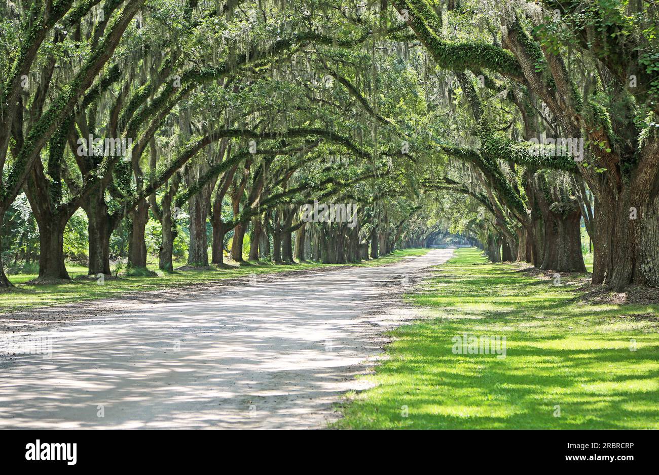Road to Wormsloe Historic Site Wormsloe Plantation Savannah