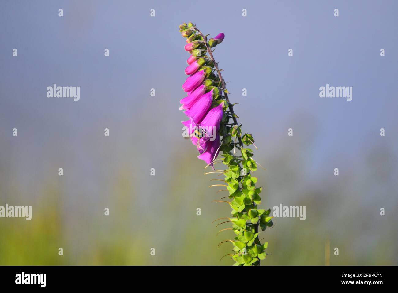 Foxglove Digitalis purpurea and White tailed bumble bee Stock Photo