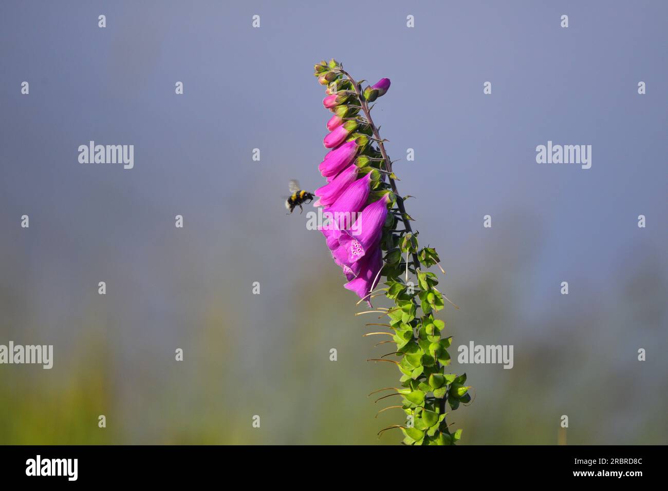 Foxglove Digitalis purpurea and White tailed bumble bee Stock Photo
