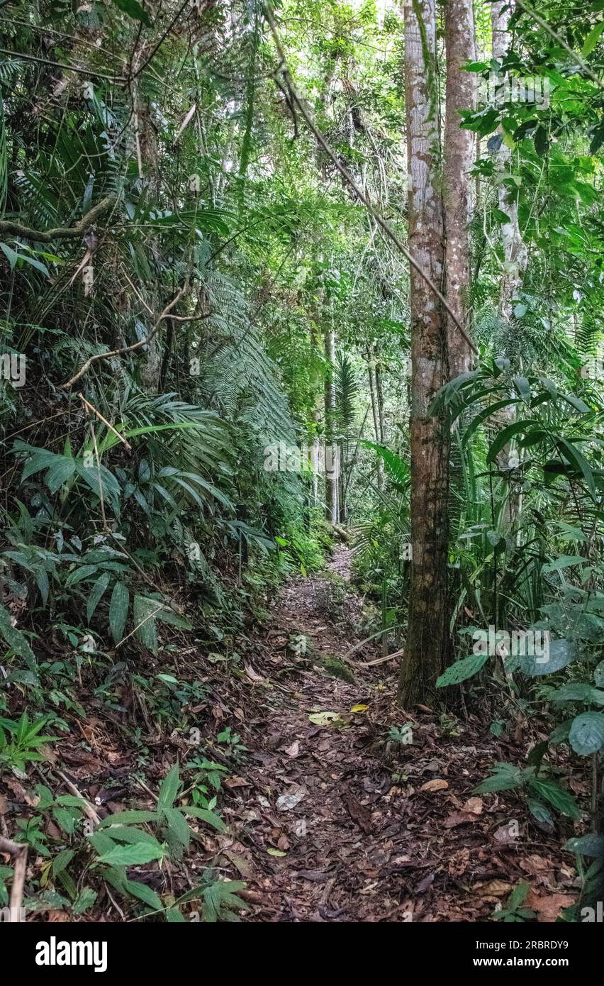 Forest hiking trail Fraser Hill Malaysia Stock Photo