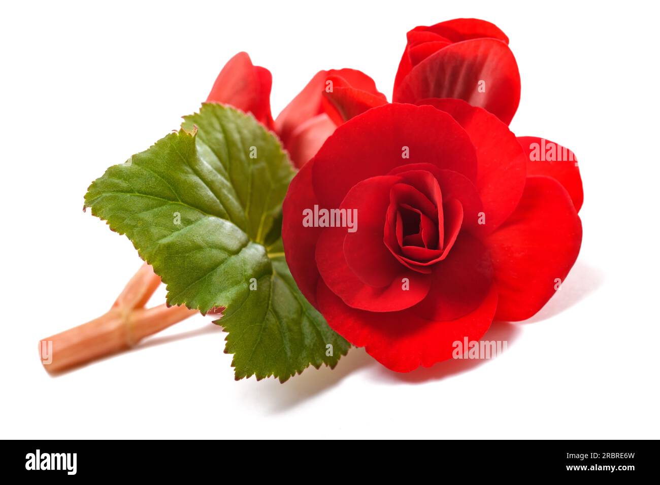 Red Begonia flower isolated on white background Stock Photo