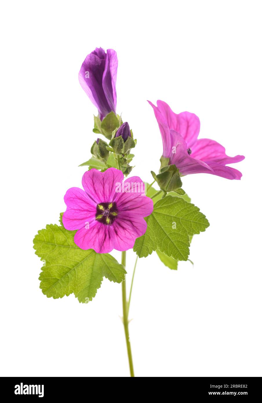 Mallow plant with  flower isolated on white background Stock Photo