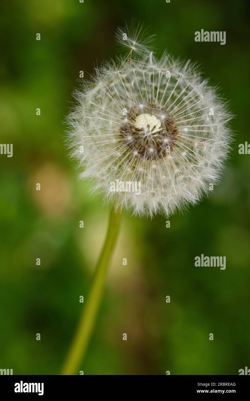 Dandelion blowball  on blurred background Stock Photo
