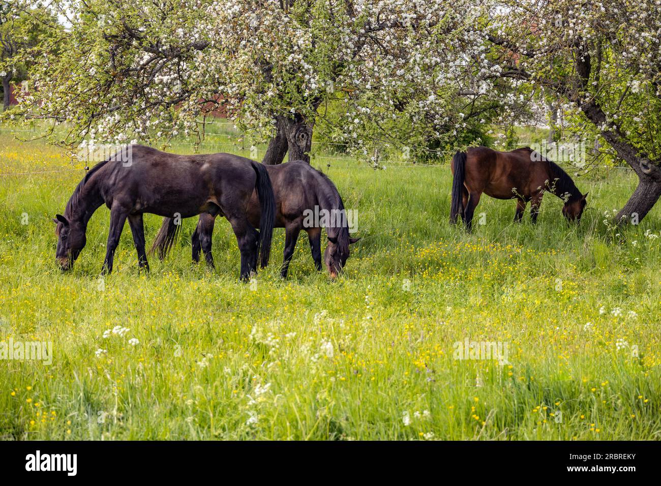 Three horses grazing on a meadow on a beautiful day in springtime Stock ...