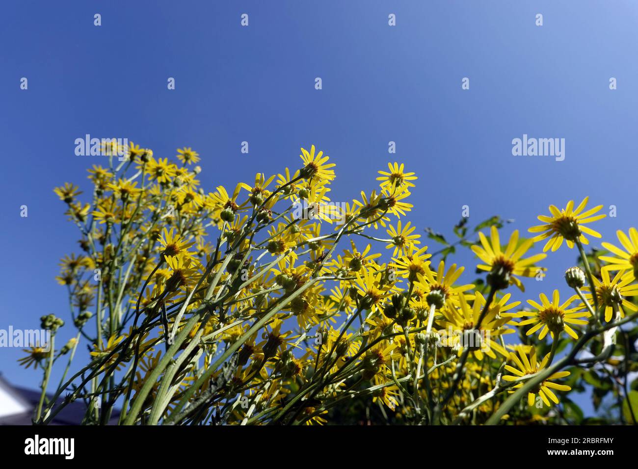 Jakobs-Kreuzkraut, Jakobs-Greiskraut (Senecio jacobaea) - blühende Pflanze Stock Photo