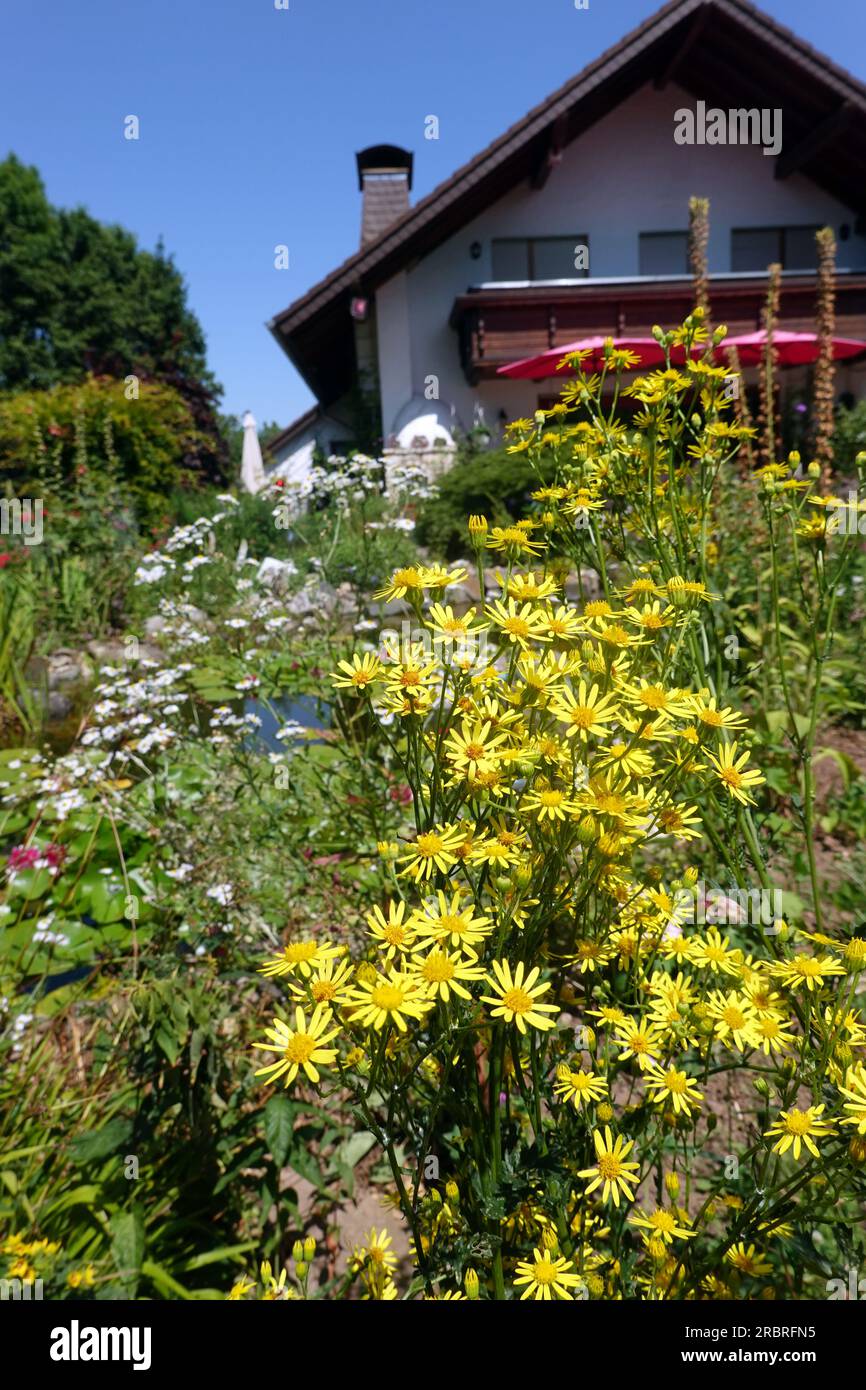 Jakobs-Kreuzkraut, Jakobs-Greiskraut (Senecio jacobaea) - blühende Pflanze Stock Photo