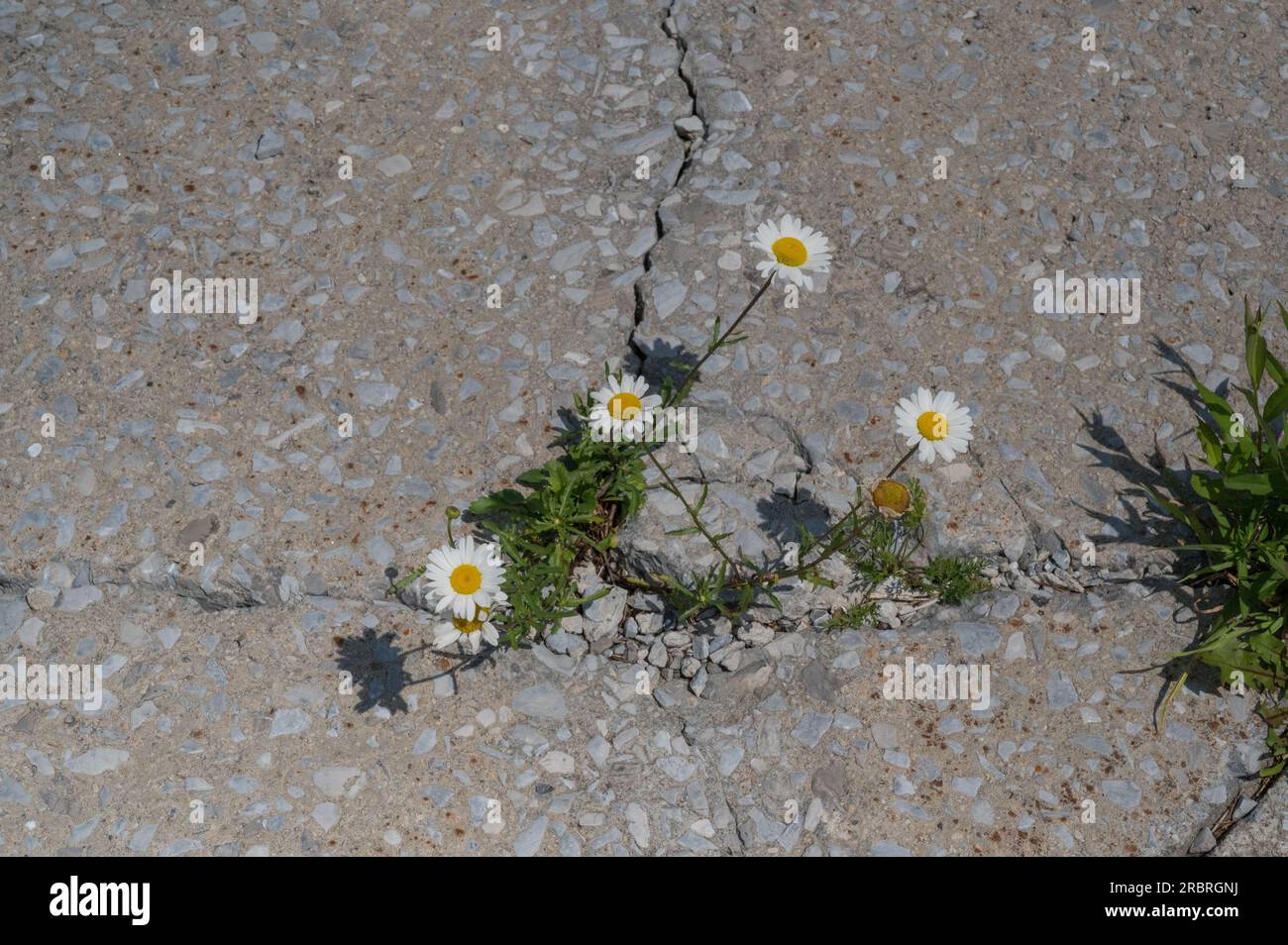 Grass in cement crack hi-res stock photography and images - Alamy