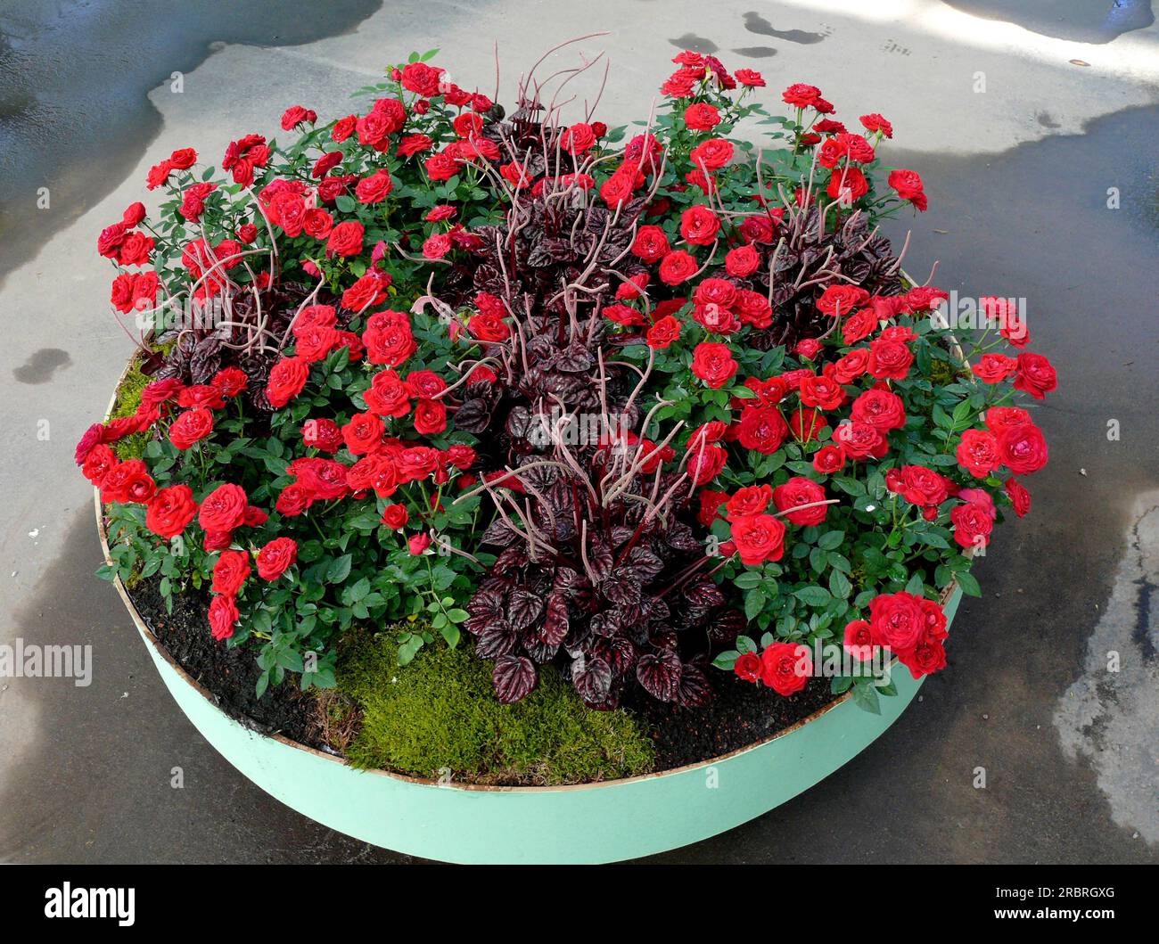 Planters With Mini Roses Mini, Roses in the Planter Stock Photo - Alamy