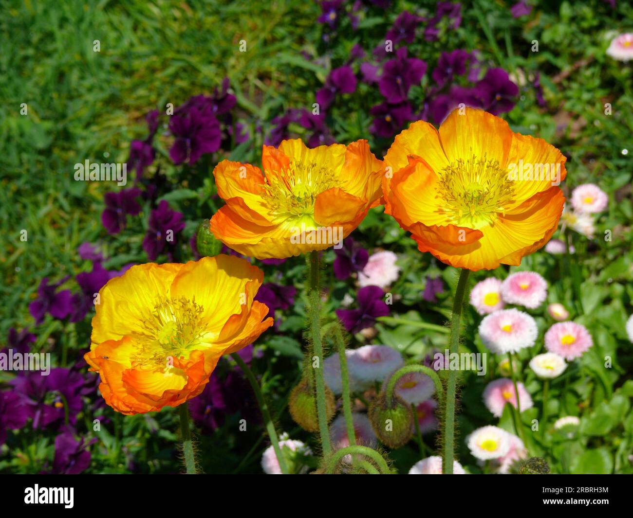 Image Of Summer Garden Filled With Alpine Plants Miniature Flowers