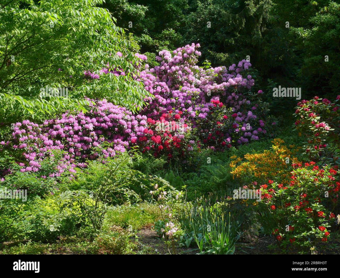 Rhododendron flowering in the garden Stock Photo - Alamy