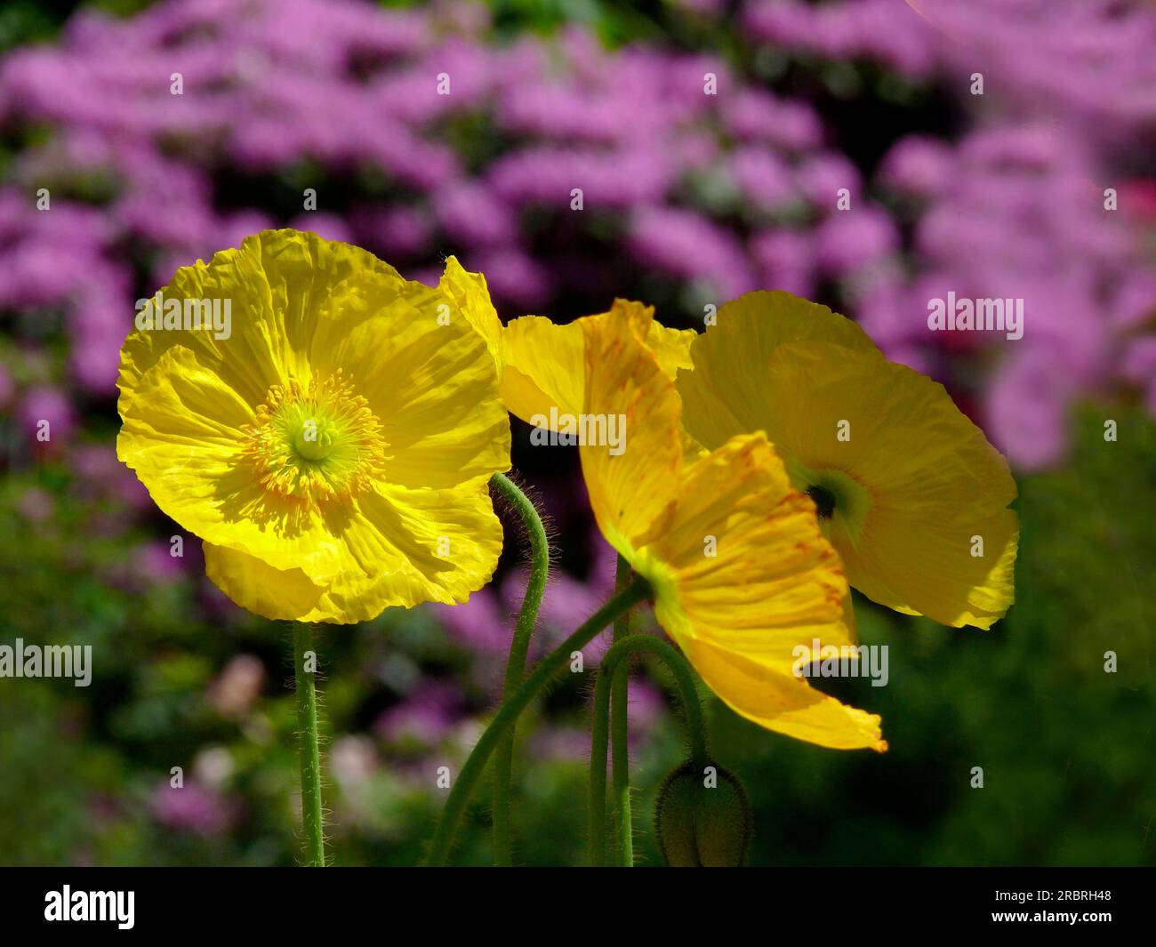 Poppy (Papaver) flowering in the garden, Papaver alpinum hybrid, Alpine poppy Stock Photo