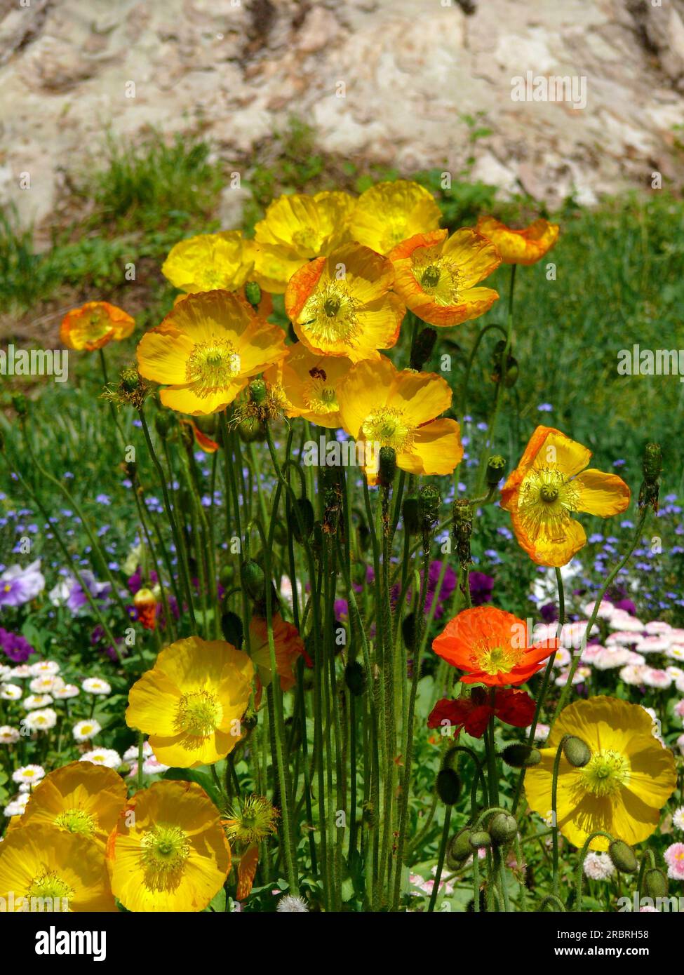 Poppy (Papaver) flowering in the garden, Papaver alpinum hybrid, Alpine poppy Stock Photo