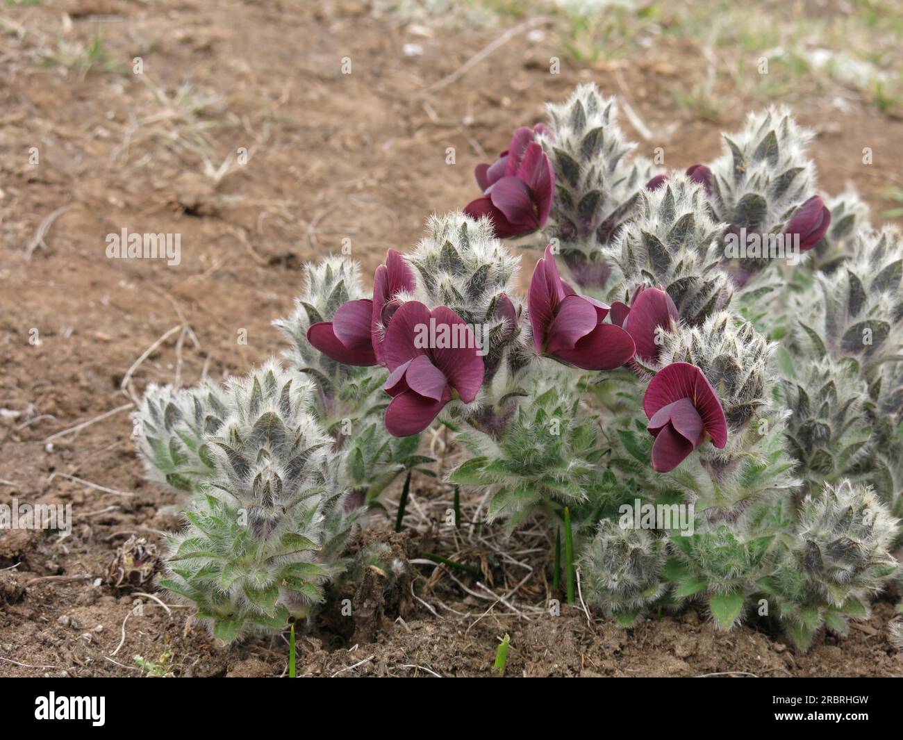 Tiny purple spring flowers growing in the Everest National Park, Nepal Stock Photo