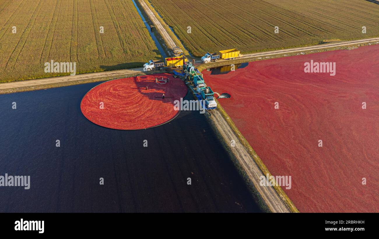 Cranberry Harvest in New Jersey, October 2022 Stock Photo Alamy
