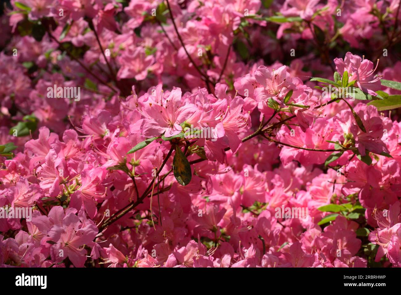 Japanese Azalea - Rhododendron 'Eddy' Stock Photo - Alamy