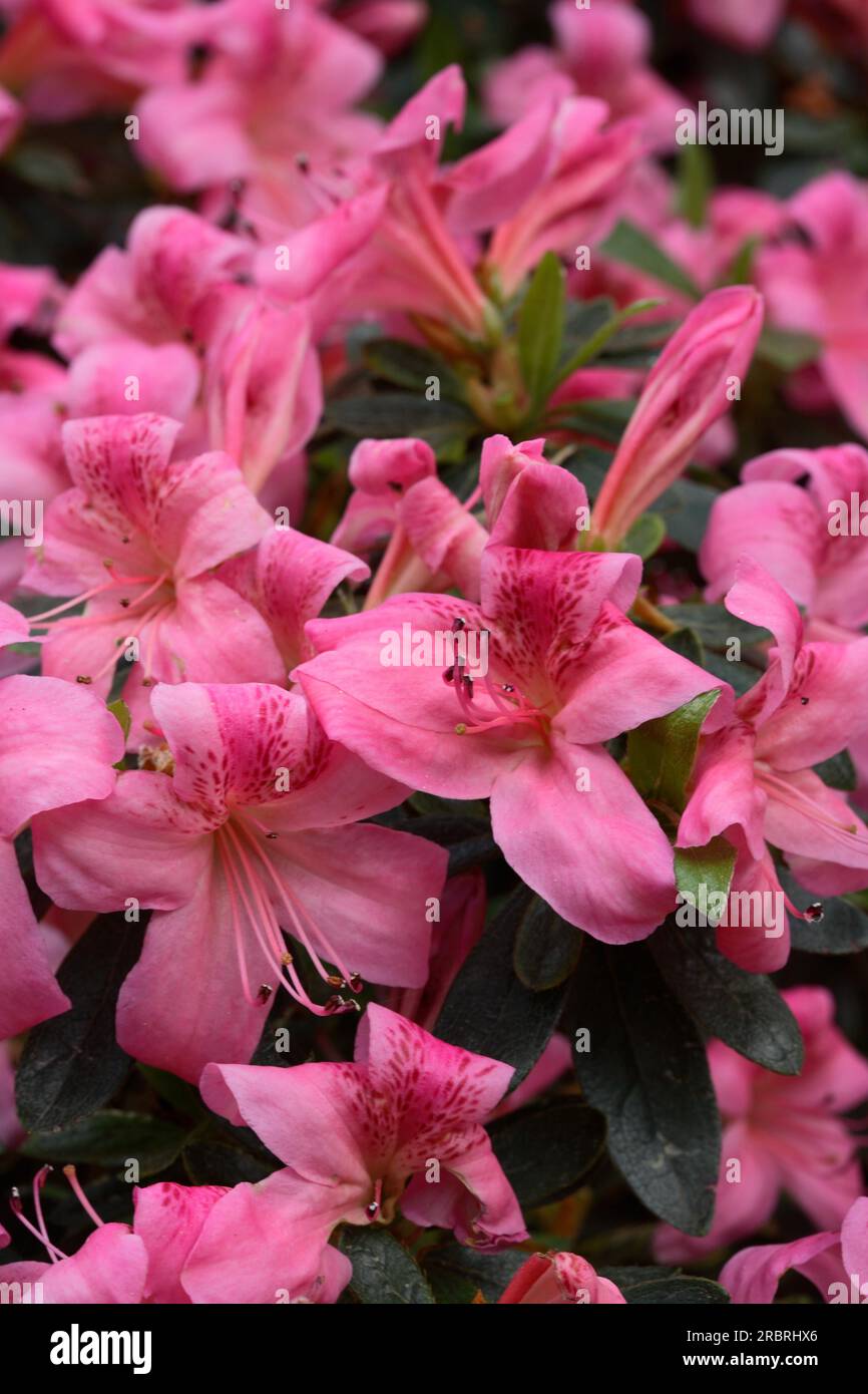 Japanese Azalea - Rhododendron 'Aphrodite Stock Photo - Alamy