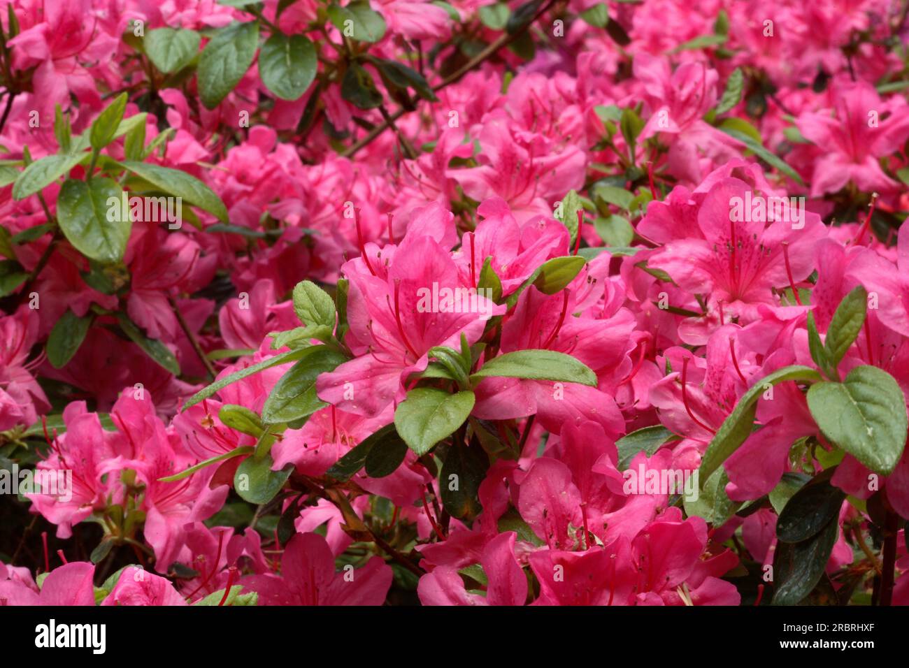 Japanese Azalea - Rhododendron 'Kerspe' Stock Photo - Alamy