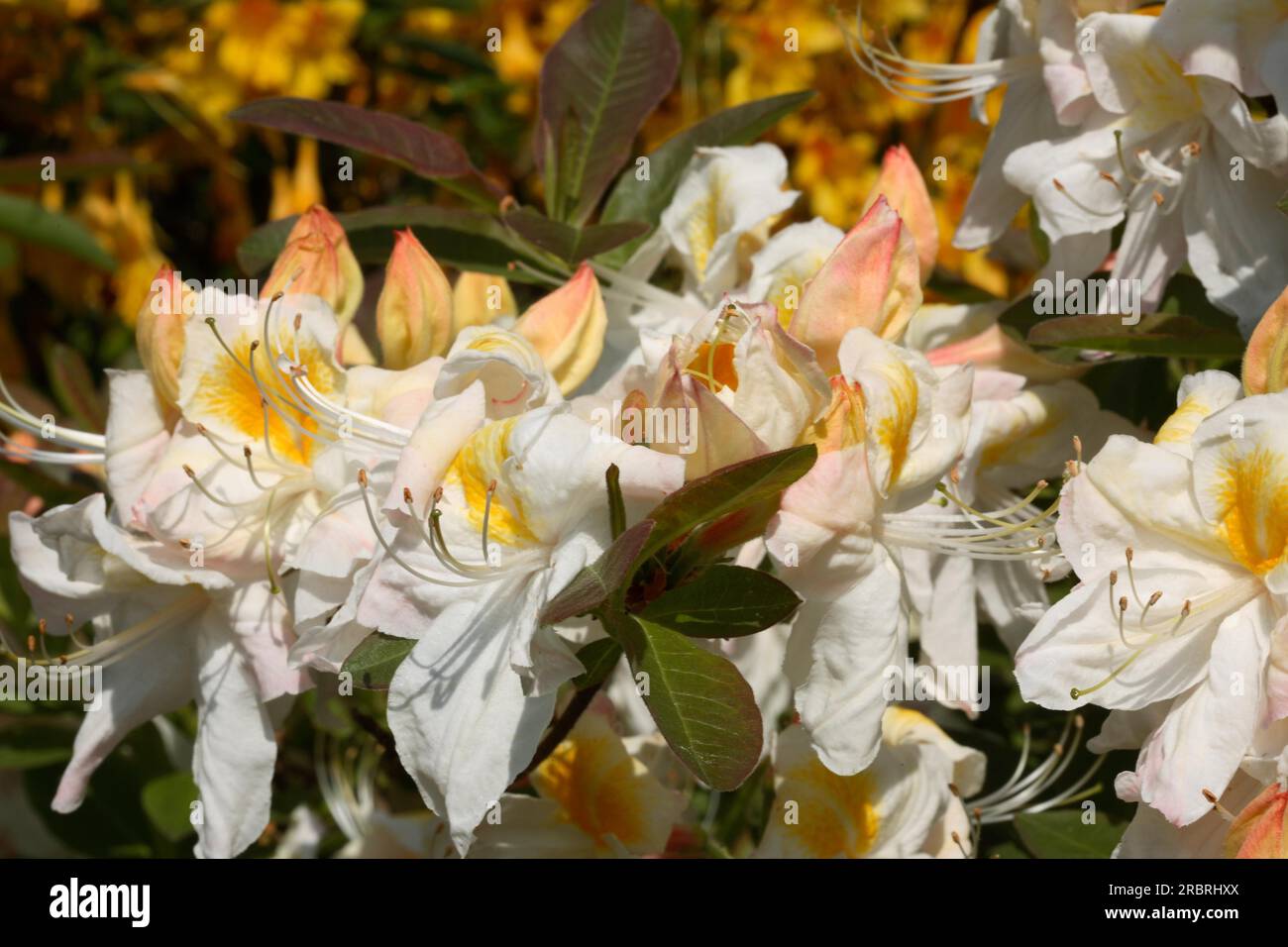 Azalea Deciduous Rhododendron 'Silver Slipper Stock Photo