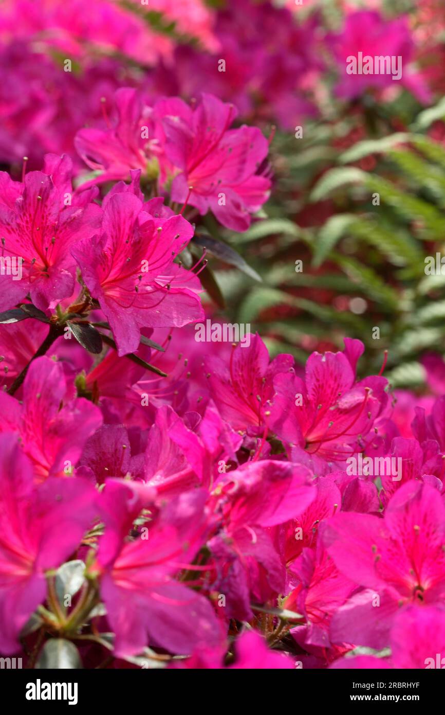 Japanese Azalea - Rhododendron 'Challenger Stock Photo - Alamy