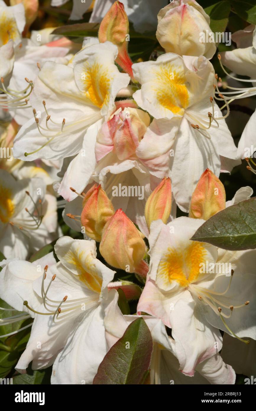 Azalea Deciduous Rhododendron 'Silver Slipper Stock Photo