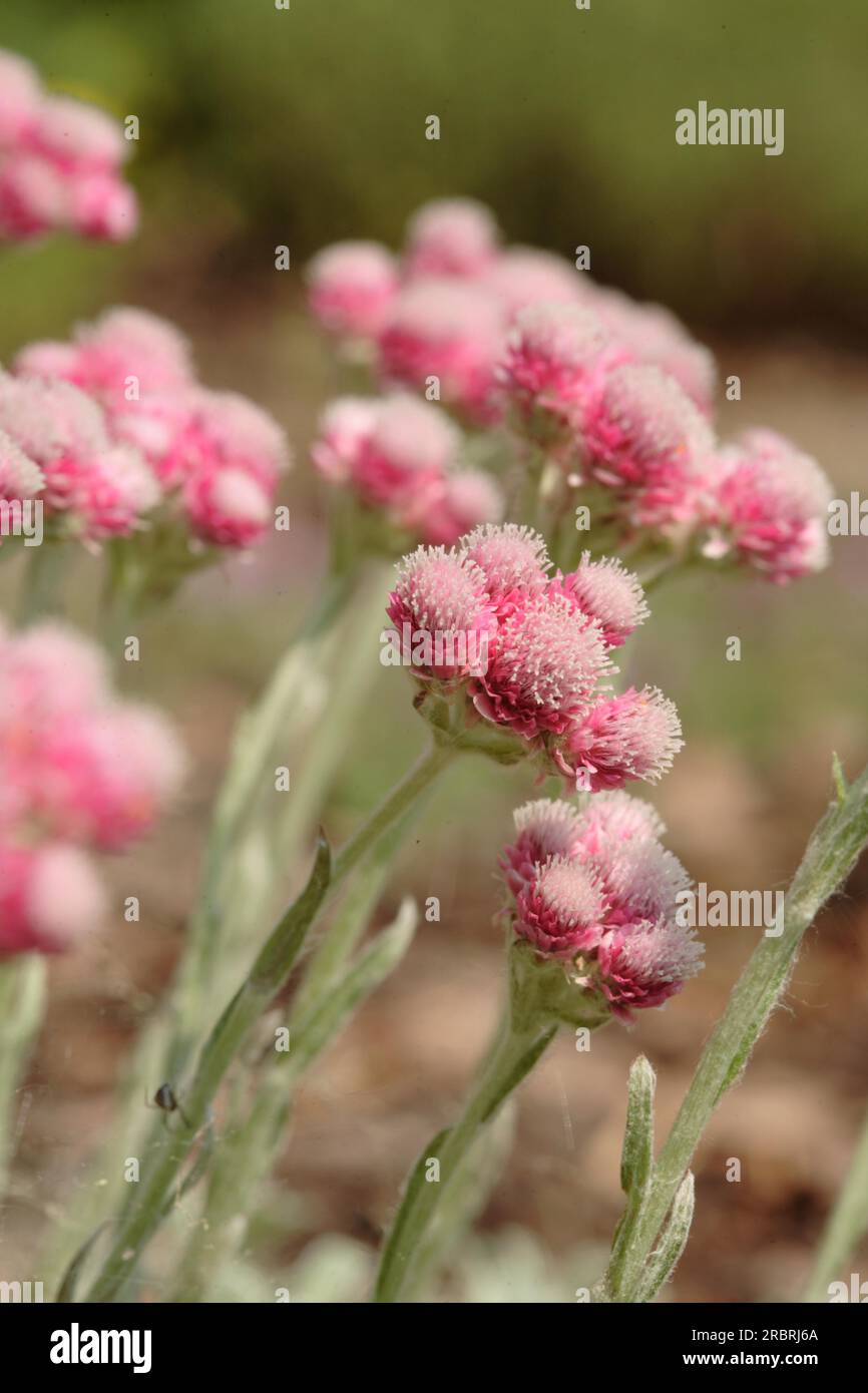 (Antennaria dioica) 'Red Wonder' - Cat's-foot Stock Photo