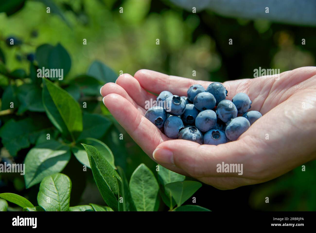 Food grab hires stock photography and images Alamy