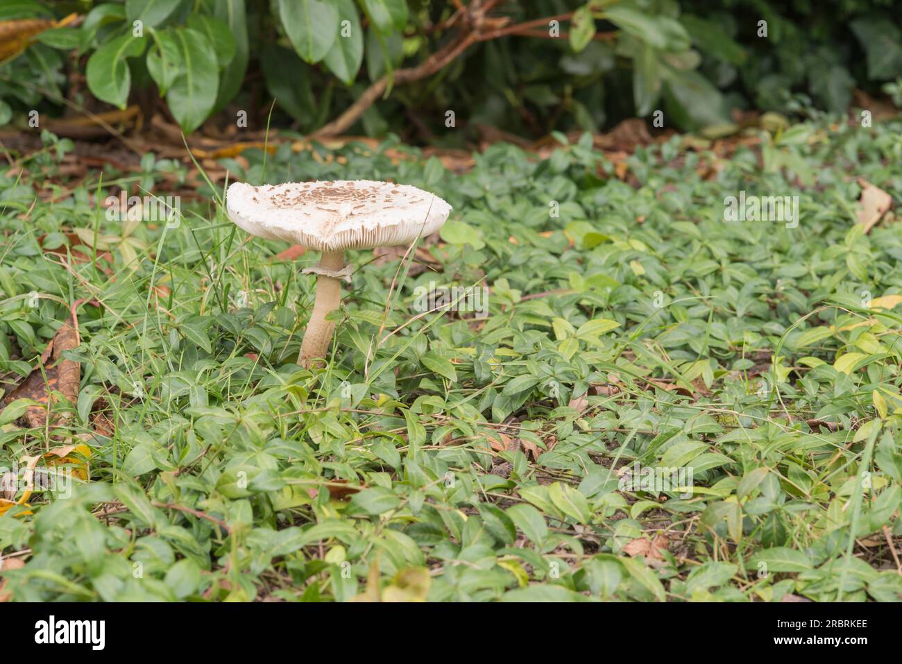 Large shaggy parasol, or Macrolepiota venenata, a common edible mushroom found alongside hedges and woodland growing outdoors in a garden Stock Photo