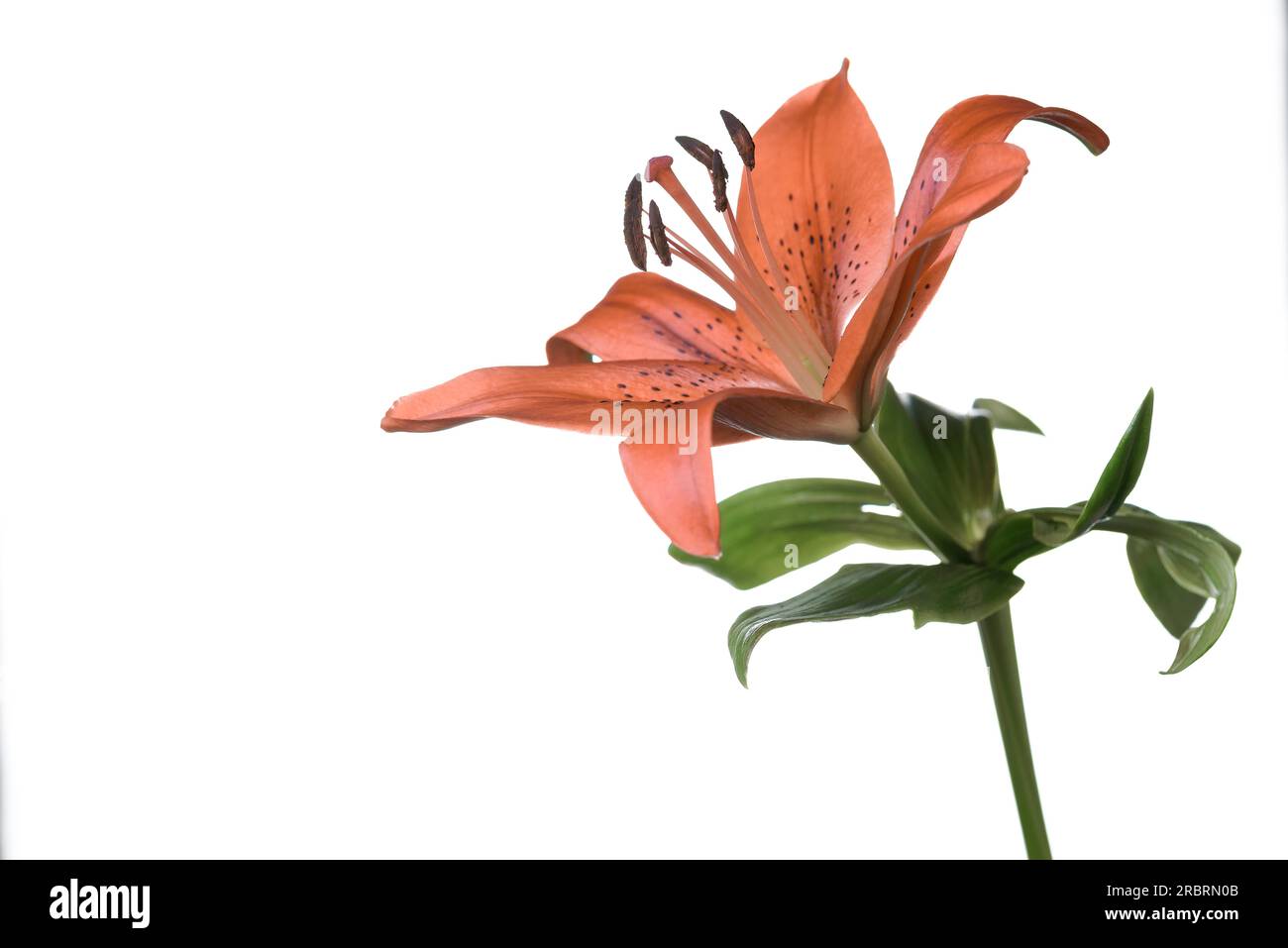 Single beautiful fragile fresh orange tiger lily flower with spots on
