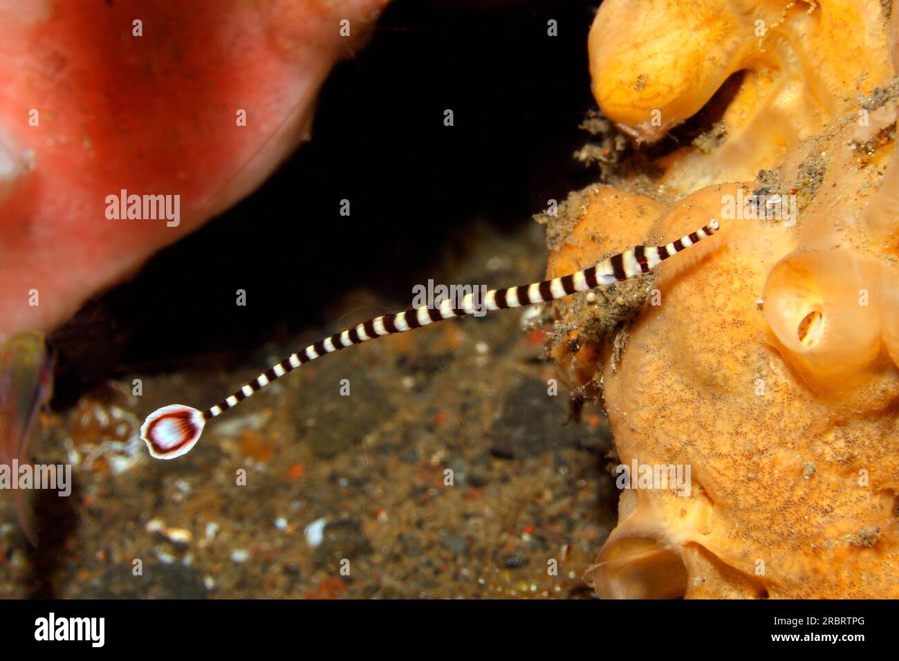 Banded Pipefish, or Ringed Pipefish, Dunckerocampus dactyliophorus. Previously described as  Doryrhamphus dactyliophorus and Syngnathus dactyliophorus Stock Photo