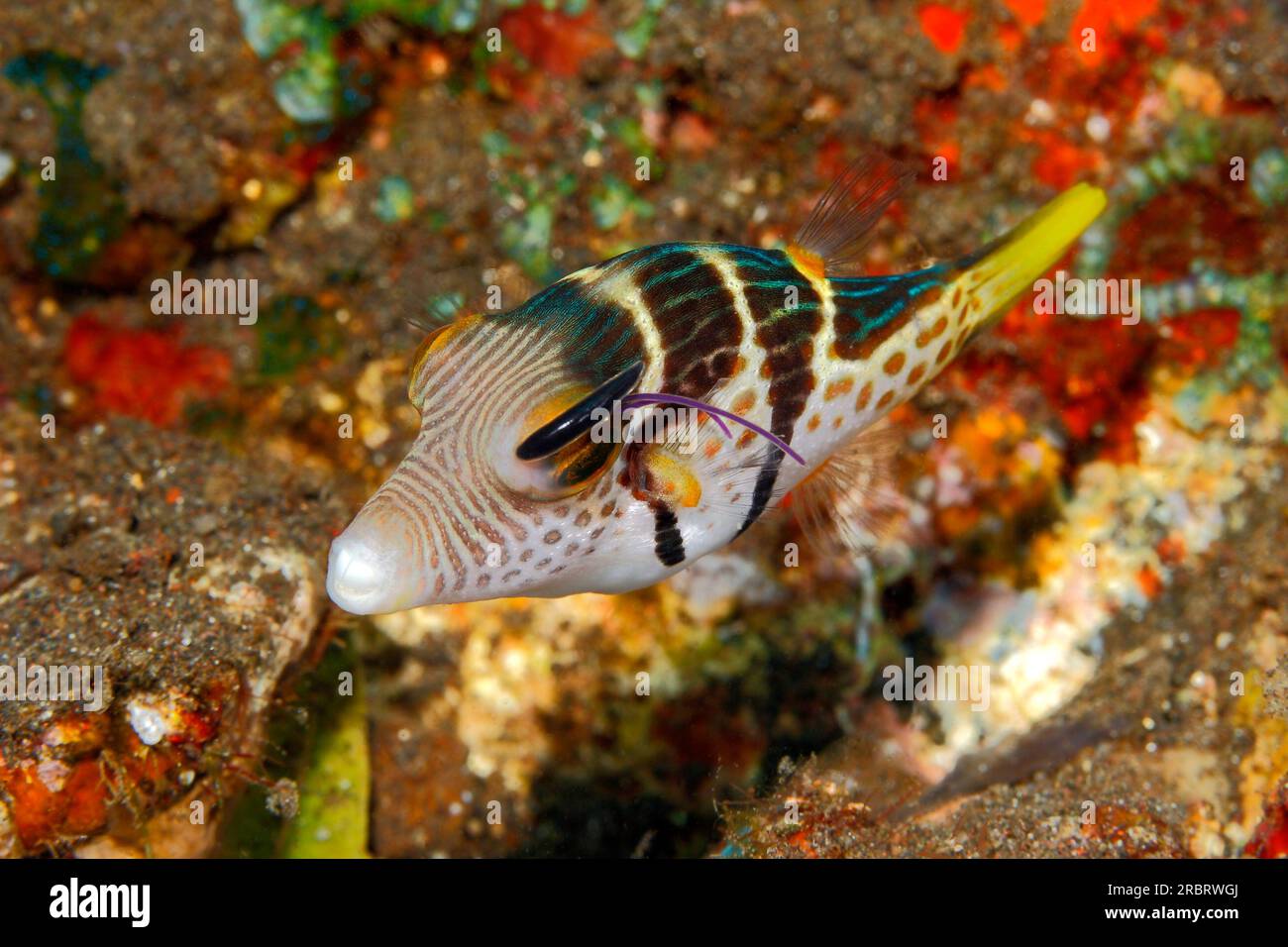Valentine's Pufferfish, or Valentine's Puffer, Canthigaster valentini, with copepod parasite and egg sac above eye. Possibly Lernaeopodidae sp. Also k Stock Photo