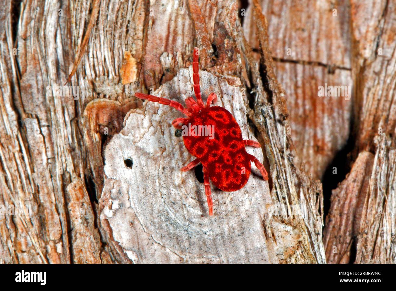 Trombidiidae, known as red velvet mite, red velvet mites, true velvet mites, or rain bugs, are small arachnids found in plant litter. Dinothrombium Stock Photo