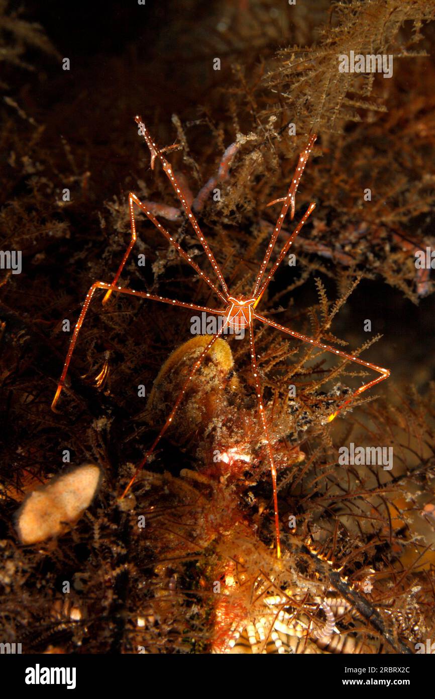 Spider Squat Lobster, Chirostylus sandyi. Possibly Chirostylus dolichopus. Also known as Anomura Crab, Spider Crab, Underwater Daddy-long-Legs and Dee Stock Photo