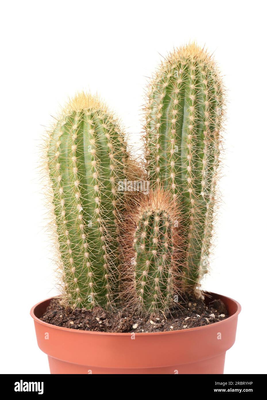 Beautiful green cactus in pot isolated on white. Tropical plant Stock Photo