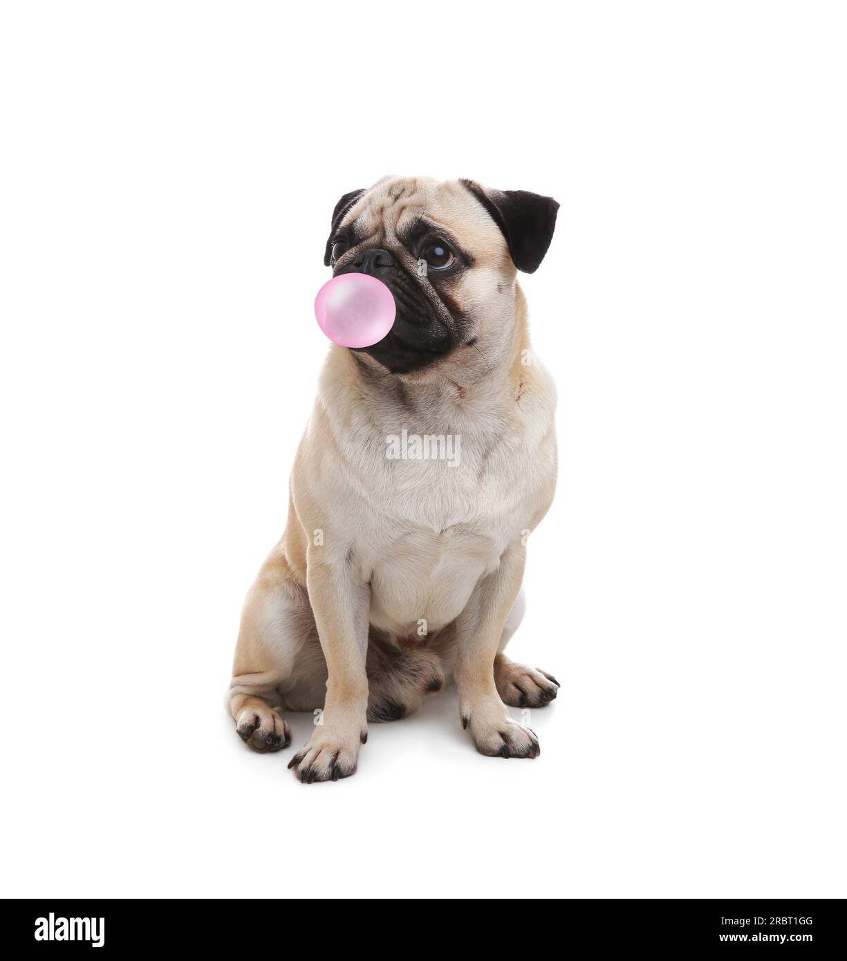 Cute pug dog with bubble of chewing gum on white background Stock Photo