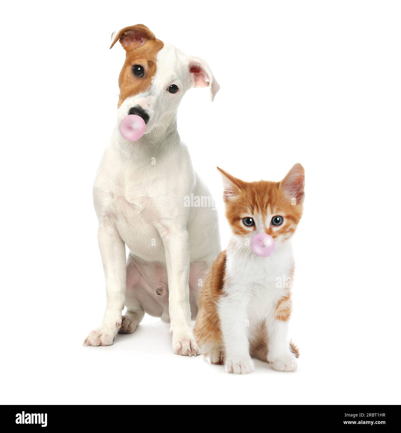 Cute cat and dog blowing bubble gums on white background Stock Photo
