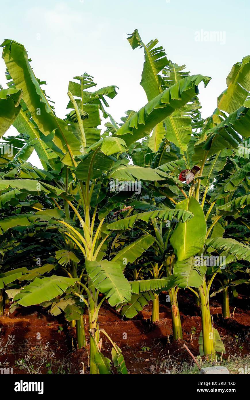 Banana (Musa) Plantain garden, Tamil Nadu, South India, India, Asia