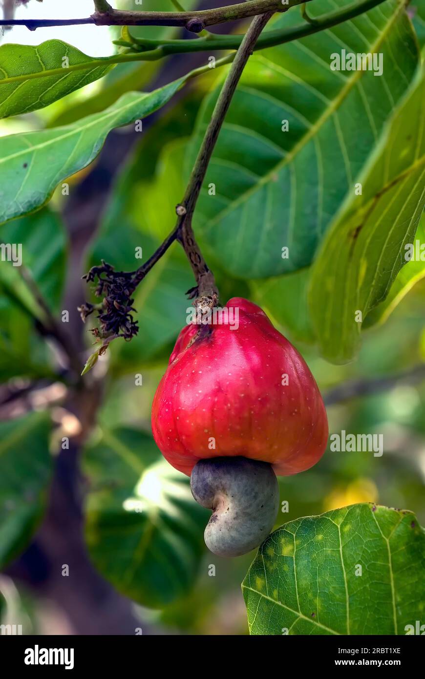 Cashew (Anacardium occidentale) nut fruit Tamil Nadu, South India