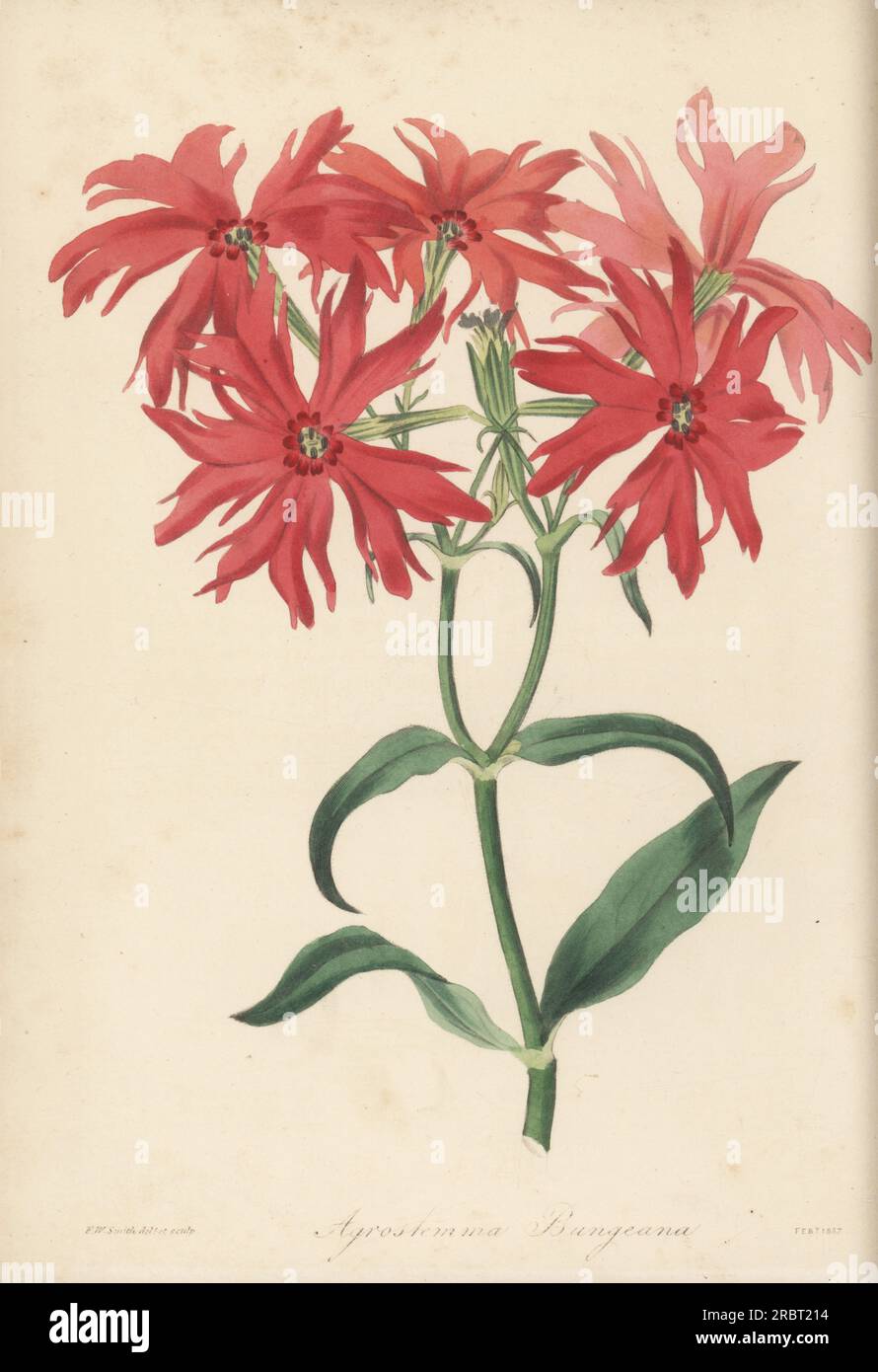 Chinese lychnis or jian chun luo, Lychnis senno. Found by Alexander von Bunge in the Altai Mountains. Silene banksia. Dr. Bunge's scarlet campion, Agrostemma bungeana. Handcoloured botanical illustration drawn and engraved by Frederick William Smith from Joseph Paxton’s Magazine of Botany, and Register of Flowering Plants, Volume 4, Orr and Smith, London, 1837. Stock Photo