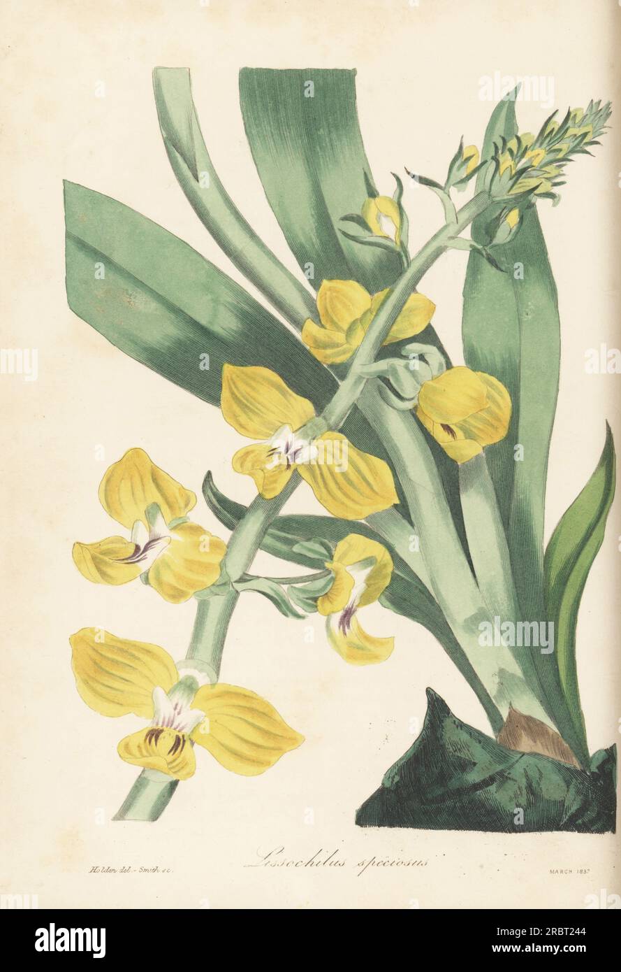 Eulophia speciosa orchid. Native to Africa, introduced from the Cape of Good Hope by nurseryman William Griffin of South Lambeth. Mr. Griffin's showy lissochilus, Lissochilus speciosus. Handcoloured engraving by Frederick William Smith after a botanical illustration by Samuel Holden from Joseph Paxton’s Magazine of Botany, and Register of Flowering Plants, Volume 4, Orr and Smith, London, 1837. Stock Photo