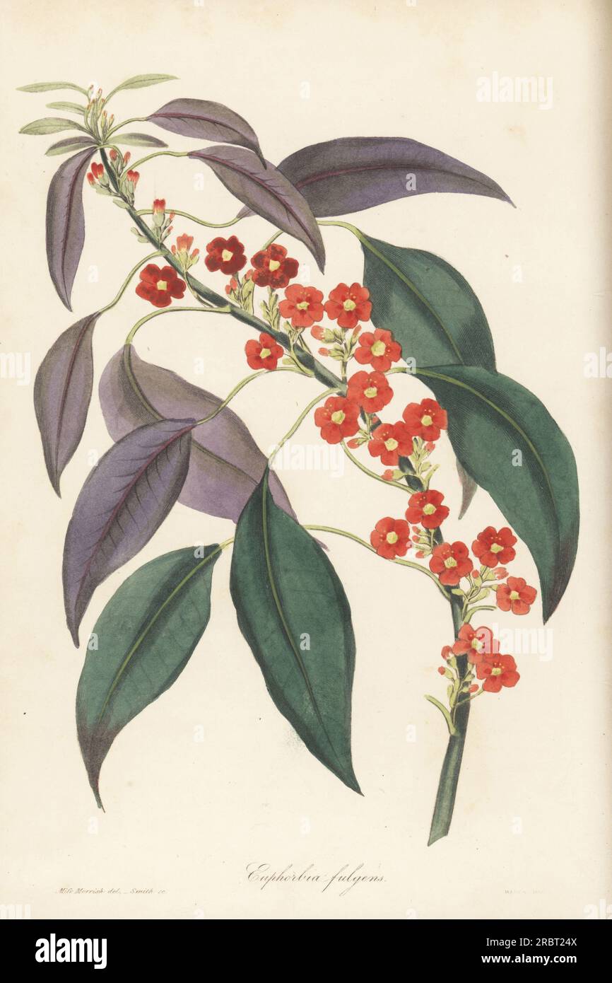 Scarlet plume or fulgent euphorbia, Euphorbia fulgens. Native to Mexico, drawn by Miss Morrish at the nursery of William Lucombe, or Lewcombe, Pince & Co., Exeter. Handcoloured engraving by Frederick William Smith from Joseph Paxton’s Magazine of Botany, and Register of Flowering Plants, Volume 4, Orr and Smith, London, 1837. Stock Photo