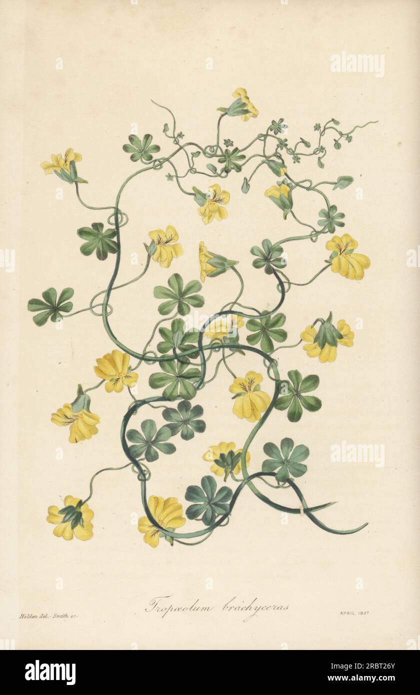 Short-spurred tropaeolum, Tropaeolum brachyceras. Sent by Miss A.G. Reinagle who received it from her niece, most likely collected in Valparaiso, Chile. Handcoloured engraving by Frederick William Smith after a botanical illustration by Samuel Holden from Joseph Paxton’s Magazine of Botany, and Register of Flowering Plants, Volume 4, Orr and Smith, London, 1837. Stock Photo