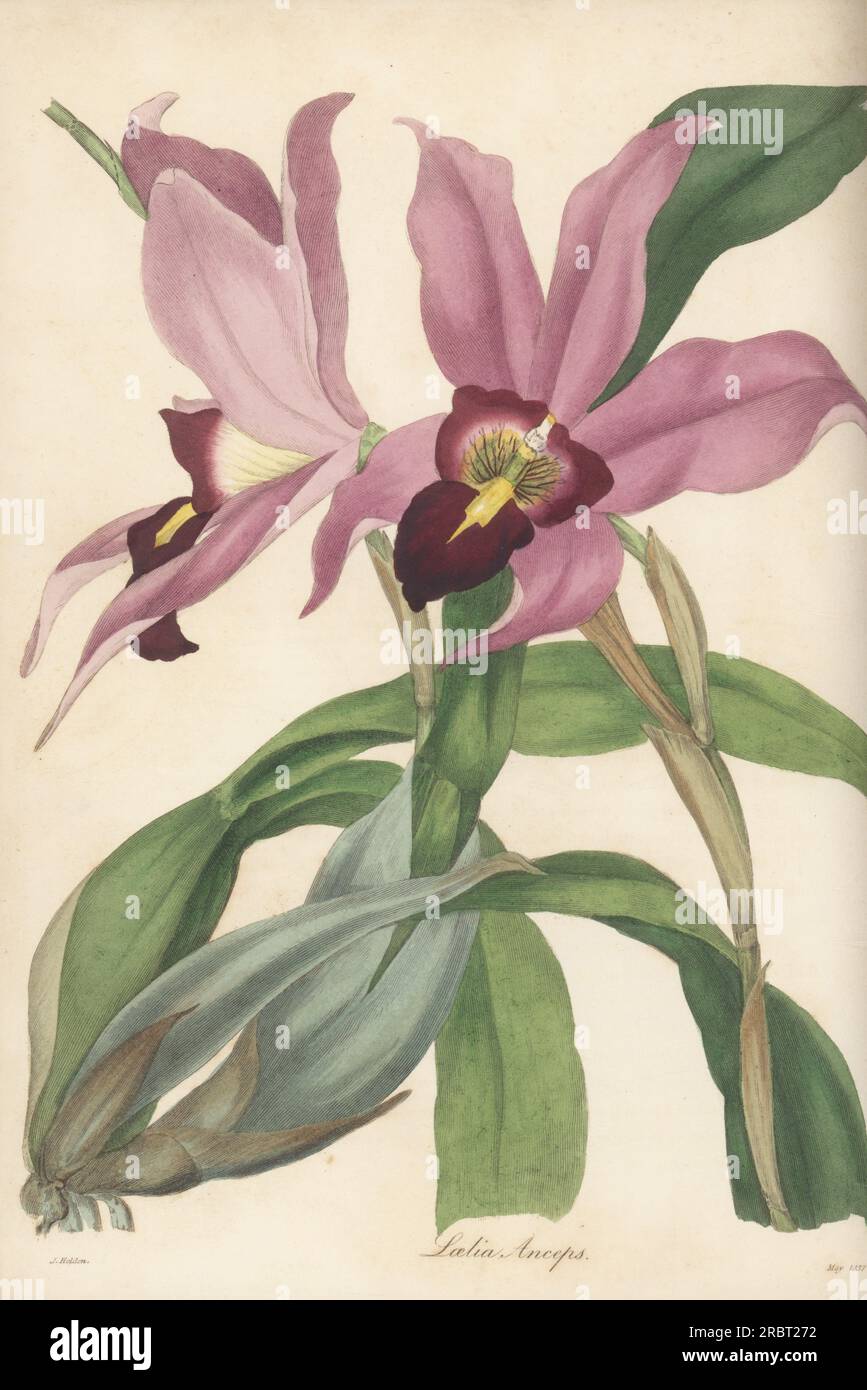 Two-edged laelia orchid, Laelia anceps. Imported from Mexico by nurseryman George Loddiges. Handcoloured engraving after a botanical illustration by Samuel Holden from Joseph Paxton’s Magazine of Botany, and Register of Flowering Plants, Volume 4, Orr and Smith, London, 1837. Stock Photo