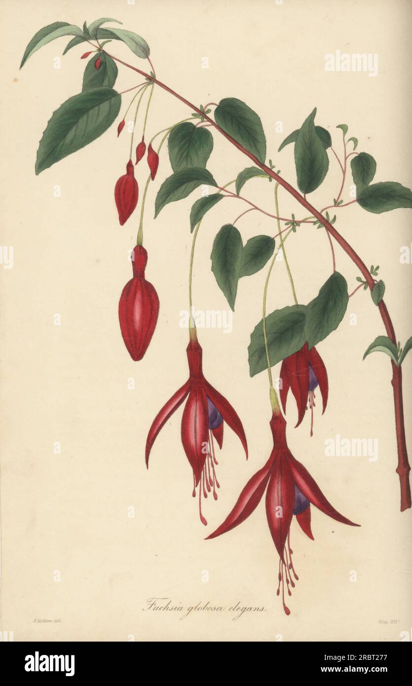 Hummingbird fuchsia or hardy fuchsia, Fuchsia magellanica. Native to southern South America. Elegant globe-flowered fuchsia, Fuchsia globosa elegans. Handcoloured engraving after a botanical illustration by Samuel Holden from Joseph Paxton’s Magazine of Botany, and Register of Flowering Plants, Volume 4, Orr and Smith, London, 1837. Stock Photo