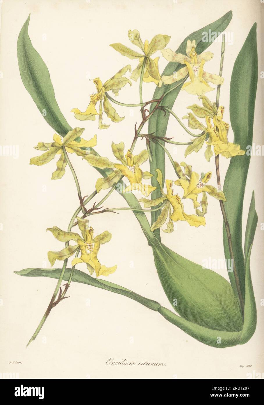 Lemon-coloured oncidium, Oncidium citrinum. Native from Colombia to Trinidad, imported from Trinidad by nurseryman George Loddiges. Handcoloured engraving after a botanical illustration by Samuel Holden from Joseph Paxton’s Magazine of Botany, and Register of Flowering Plants, Volume 4, Orr and Smith, London, 1837. Stock Photo