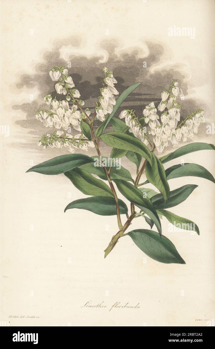 Mountain fetterbush, Pieris floribunda. Native to Georgia, North America, and introduced by Scottish plant hunter John Lyon in 1811. Bundle-flowered leucothoe, Leucothoe floribunda, Andromeda floribunda. Handcoloured engraving by Frederick William Smith after a botanical illustration by Samuel Holden from Joseph Paxton’s Magazine of Botany, and Register of Flowering Plants, Volume 4, Orr and Smith, London, 1837. Stock Photo