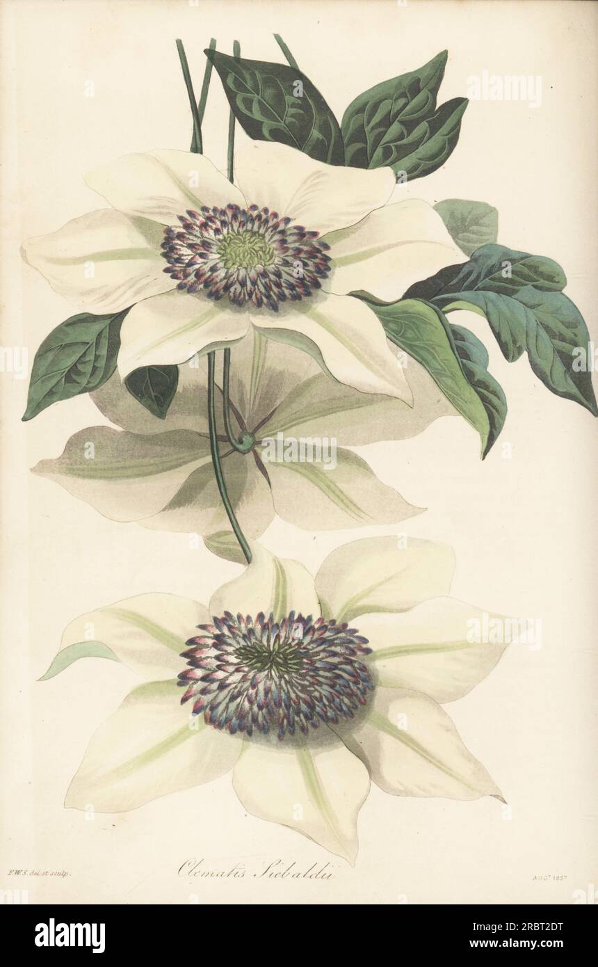 Asian virginsbower, or passion flower clematis, Clematis florida. Native to China, Korea and Japan, imported from Japan by German botanist Philipp Franz Balthasar von Siebold. Siebold's clematis, Clematis sieboldii. Handcoloured botanical illustration drawn and engraved by Frederick William Smith from Joseph Paxton’s Magazine of Botany, and Register of Flowering Plants, Volume 4, Orr and Smith, London, 1837. Stock Photo
