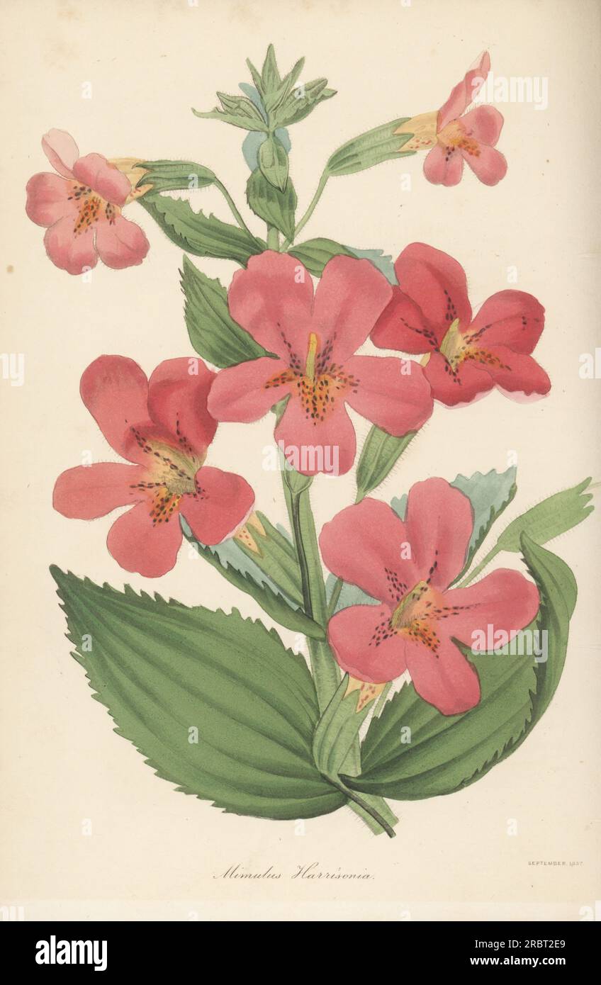 Monkeyflower hybrid, Mimulus × harrisonianus auct. Hybrid of M. cardinalis and M. roseus raised at Low & Co.'s nursery, Clapton. Harrison's mimulus, Mimulus harrisonia. Handcoloured engraving after a botanical illustration from Joseph Paxton’s Magazine of Botany, and Register of Flowering Plants, Volume 4, Orr and Smith, London, 1837. Stock Photo